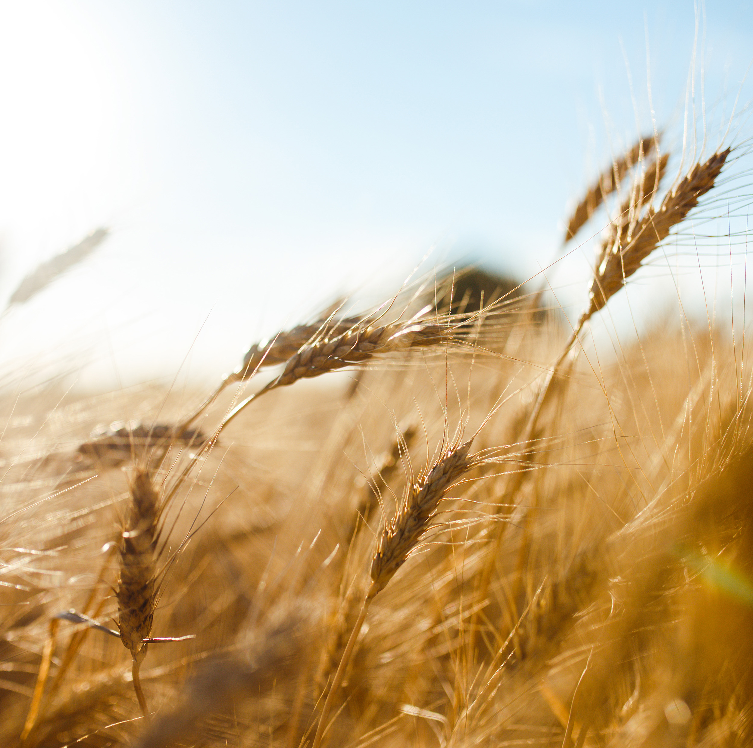 Amazing agriculture sunset landscape.Growth nature harvest. Wheat field natural product. Ears of golden wheat close up. Rural scene under sunlight. Summer background of ripening ears of landscape.
